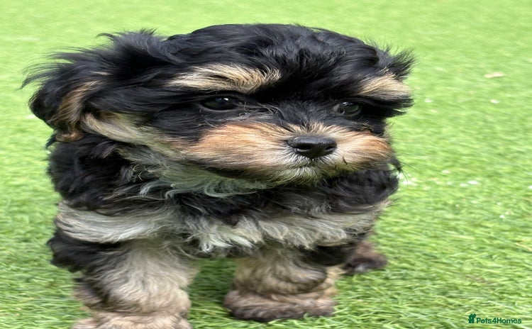 Maltipoo dogs - Advert 1