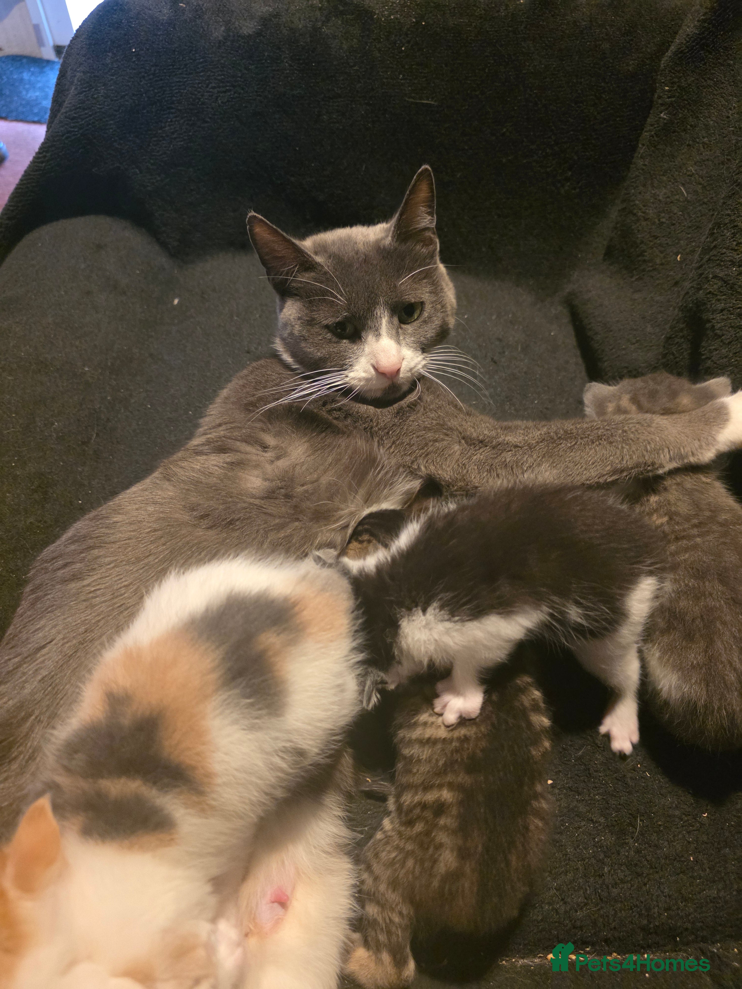 Mixed Breed cats 5 beautiful kittens for sale - Advert 1