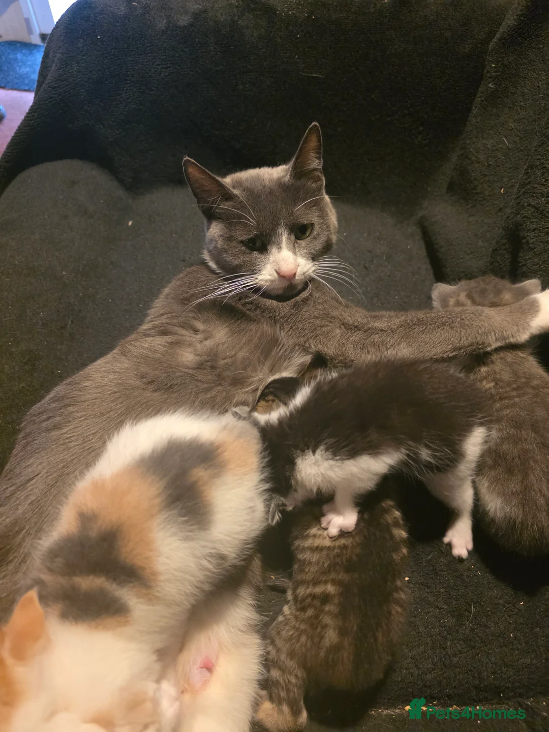 Mixed Breed cats for sale: 5 beautiful kittens for sale - Advert 1