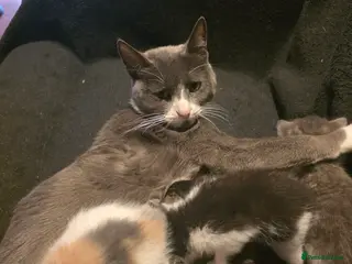 Mixed Breed cats 5 beautiful kittens for sale - Advert 1