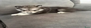 Siberian Husky 1