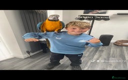 Macaws birds for sale: 6yr old Blue/Gold Wing Macaw  - Image 9