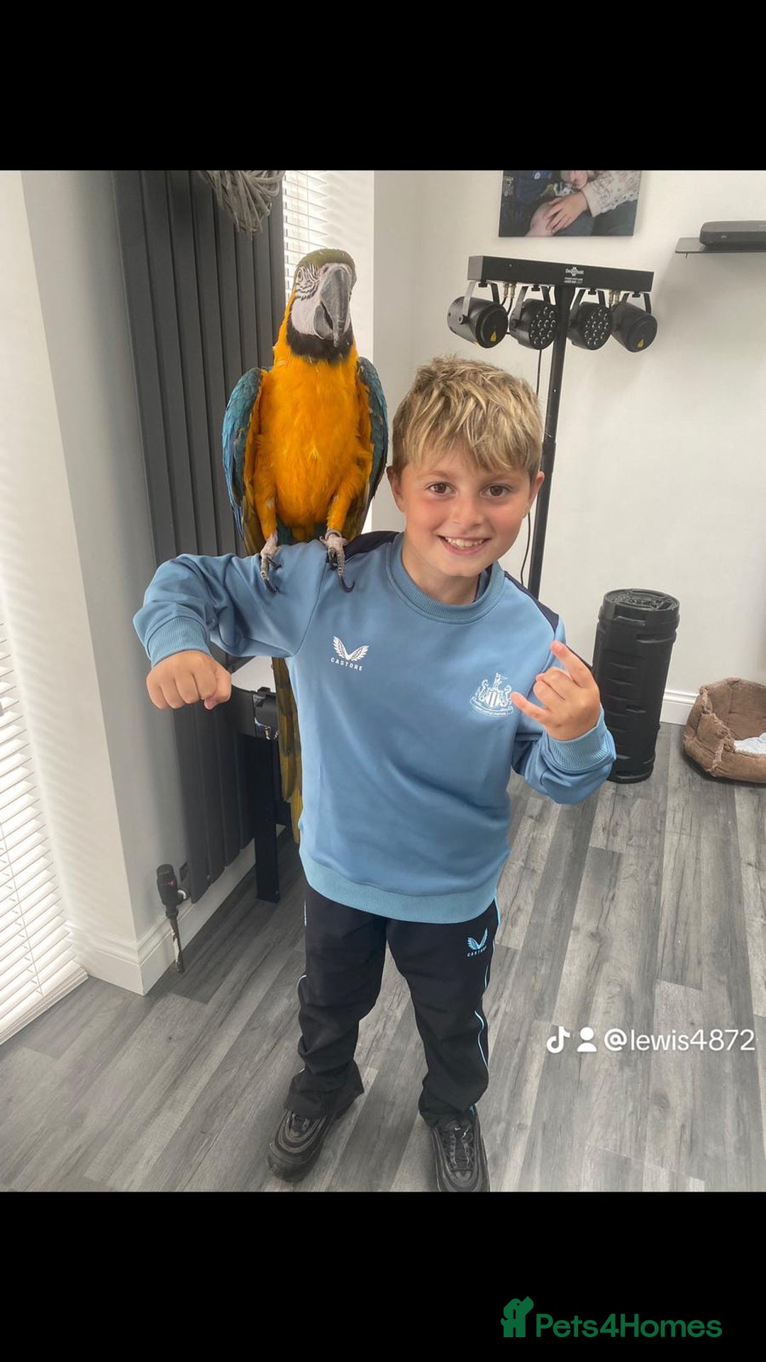 Macaws birds for sale: 6yr old Blue/Gold Wing Macaw  - Image 9
