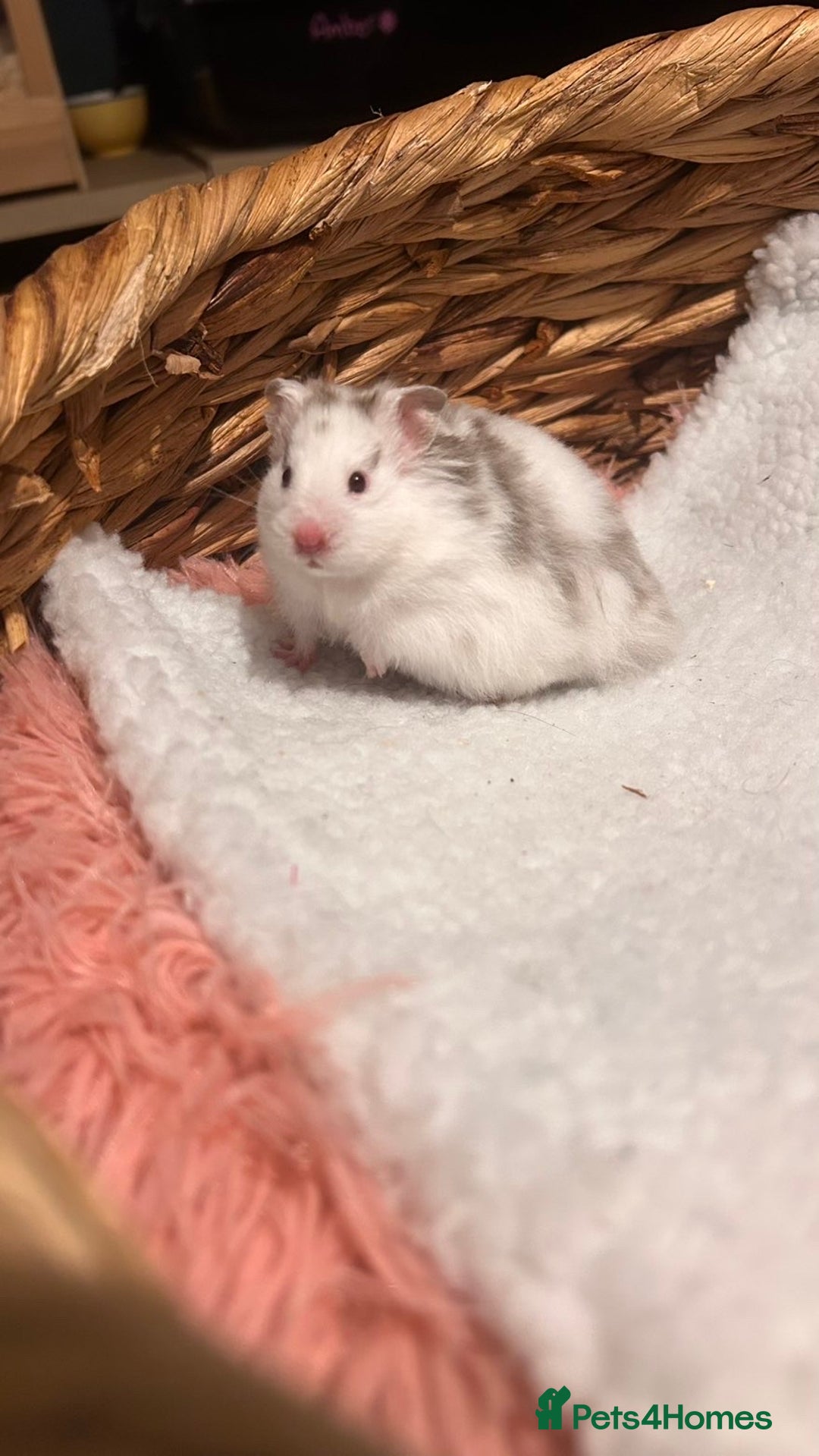 Hamster rodents for sale: Pedigree Syrian hamster waiting list🐹 - Advert 9