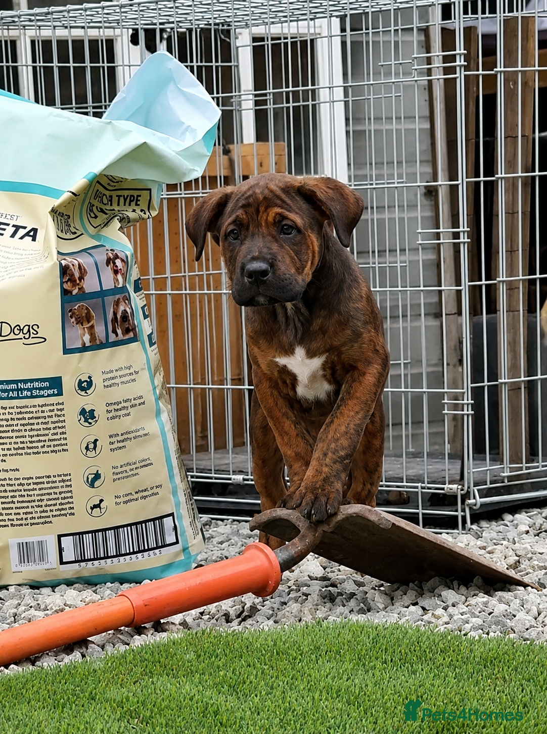 Mixed Breed dogs CANE CORSO X PUPPIES FOR SALE❗️ LAST 3❣️ - Advert 8
