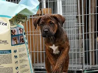 Mixed Breed dogs CANE CORSO X PUPPIES FOR SALE❗️ LAST 3❣️ - Advert 2