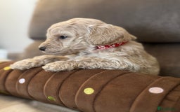 Labradoodle dogs for sale: Miniature Labradoodle puppies - Image 10