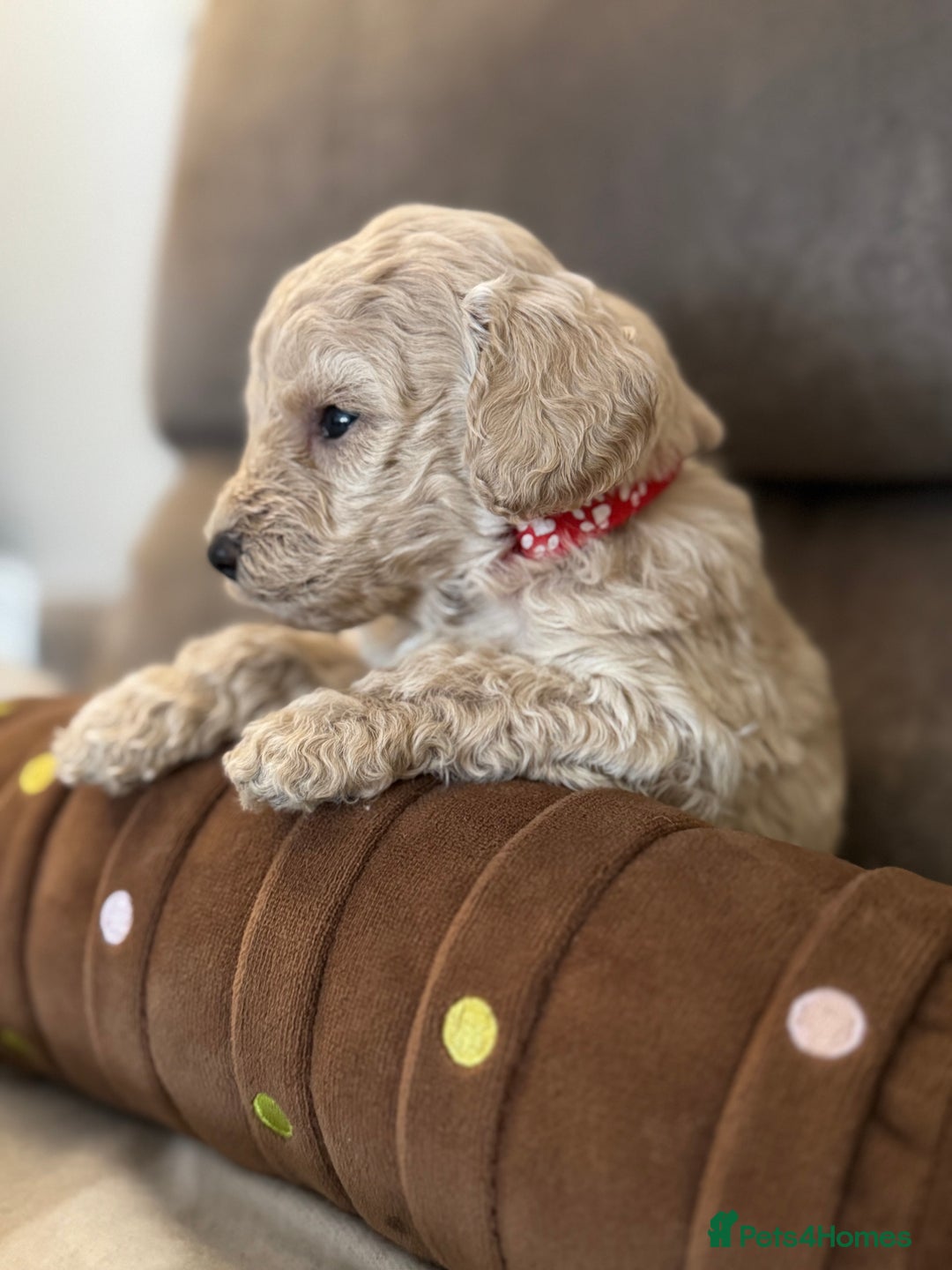 Labradoodle dogs for sale: Miniature Labradoodle puppies - Image 10
