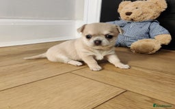 Chihuahua dogs for sale: Two Beautiful Female Chihuahua Puppies - Image 2