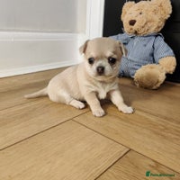 Chihuahua dogs - Advert 2