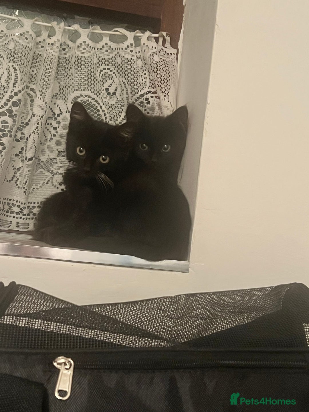 Mixed Breed cats for sale: 2 Beautiful Bonded Kittens - Image 7