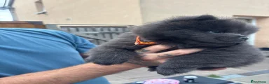Chow Chow 2