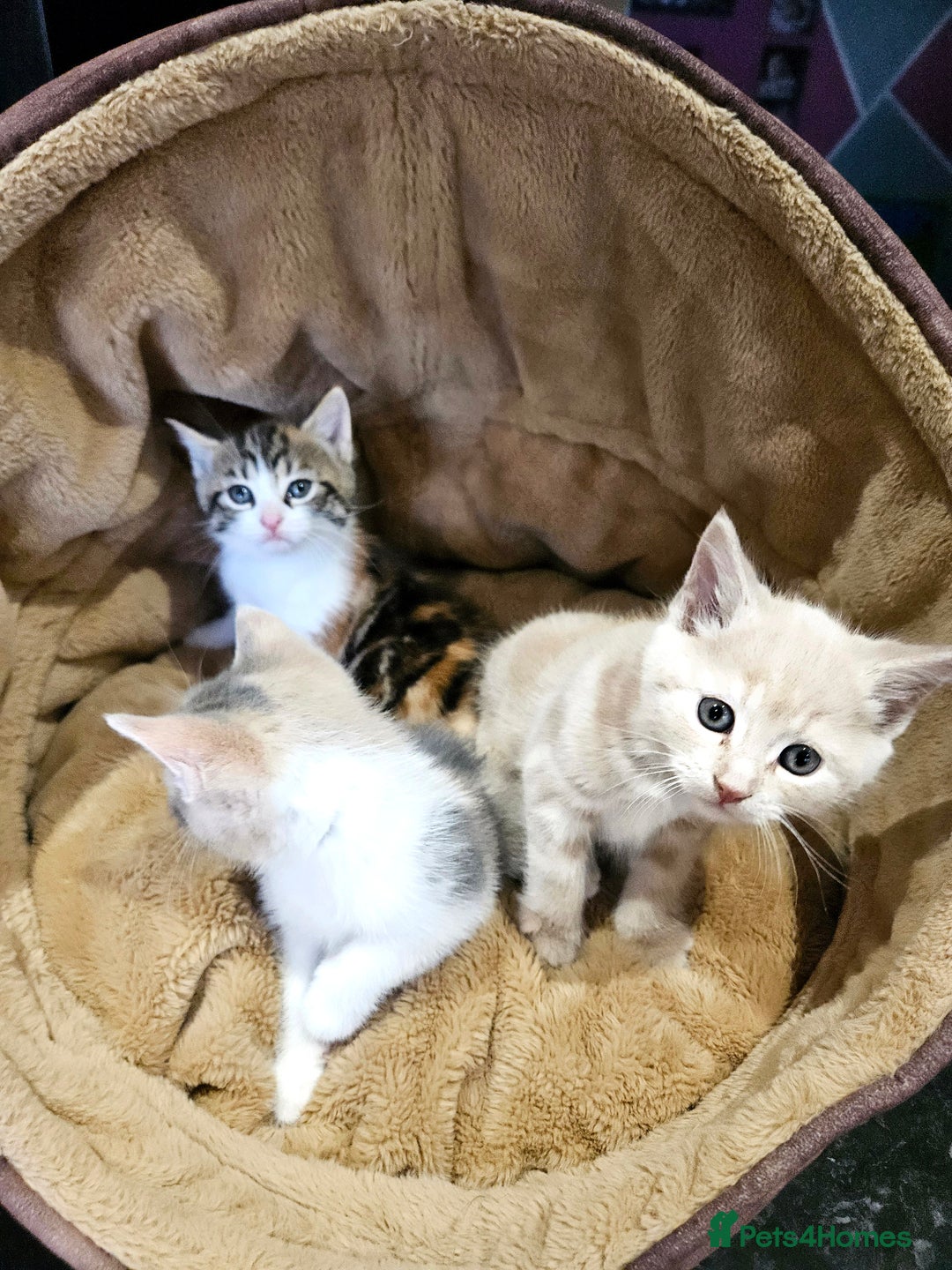 Mixed Breed cats for sale: Cute babies!😸😸😸 - Advert 6