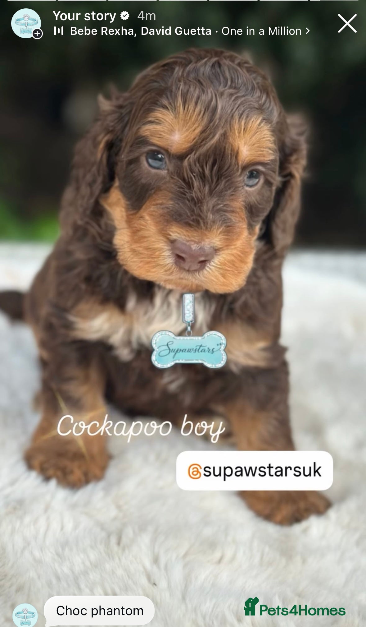 Cockapoo dogs Fabulous F1 cockapoos  - Advert 6