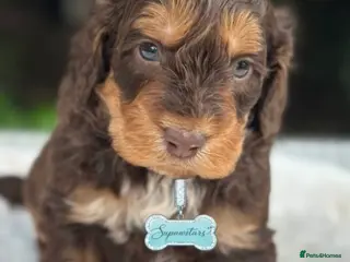 Cockapoo dogs Fabulous F1 cockapoos - Advert 1