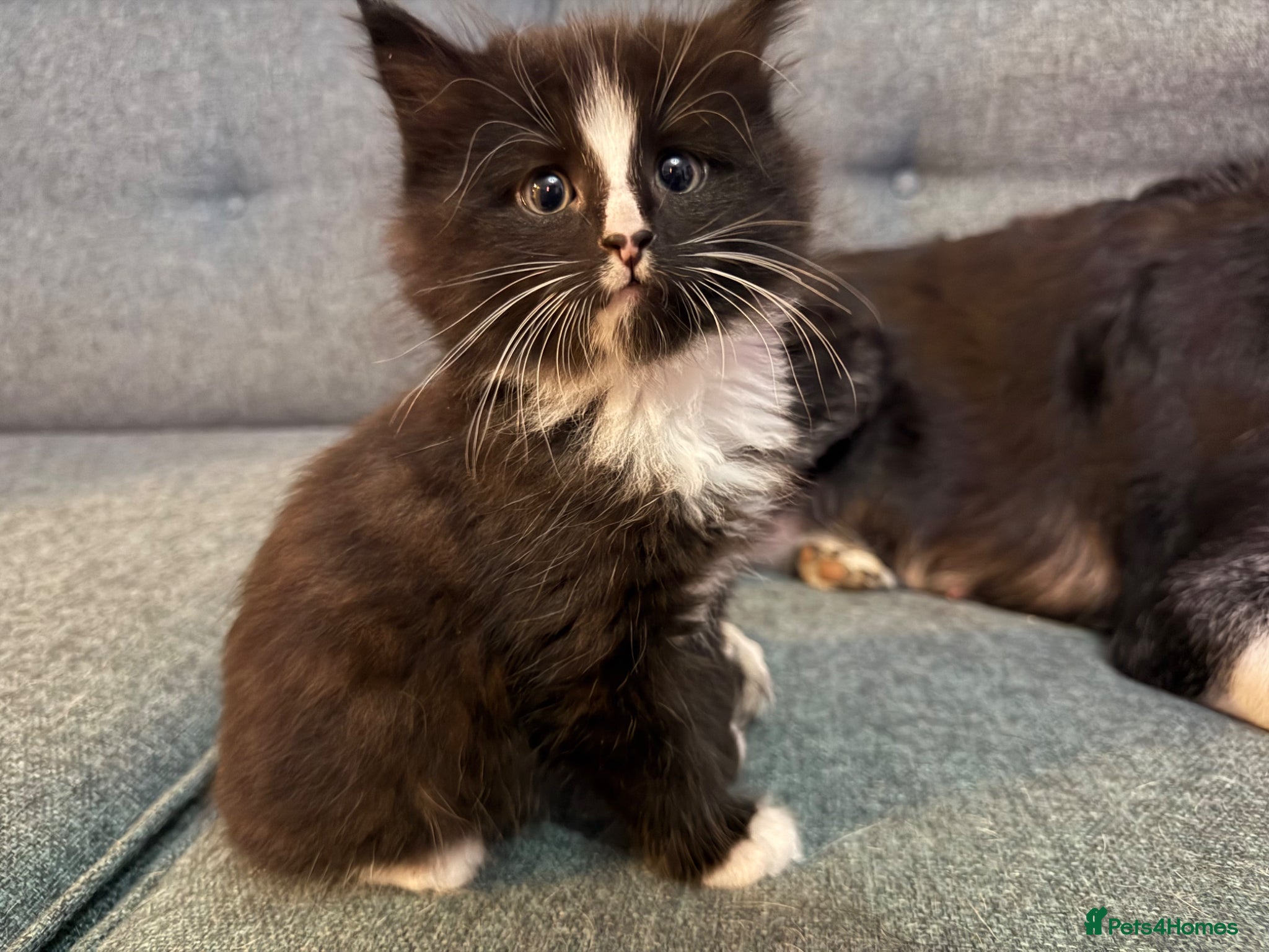 Mixed Breed cats Beautiful Maine Coone Ragdoll mix kittens! - Advert 2