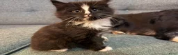 Mixed Breed cats for sale: Beautiful Maine Coone Ragdoll mix kittens! in Huntingdon - Advert 2