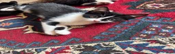 Mixed Breed cats for sale: Mixed kitten litter  - Advert 3
