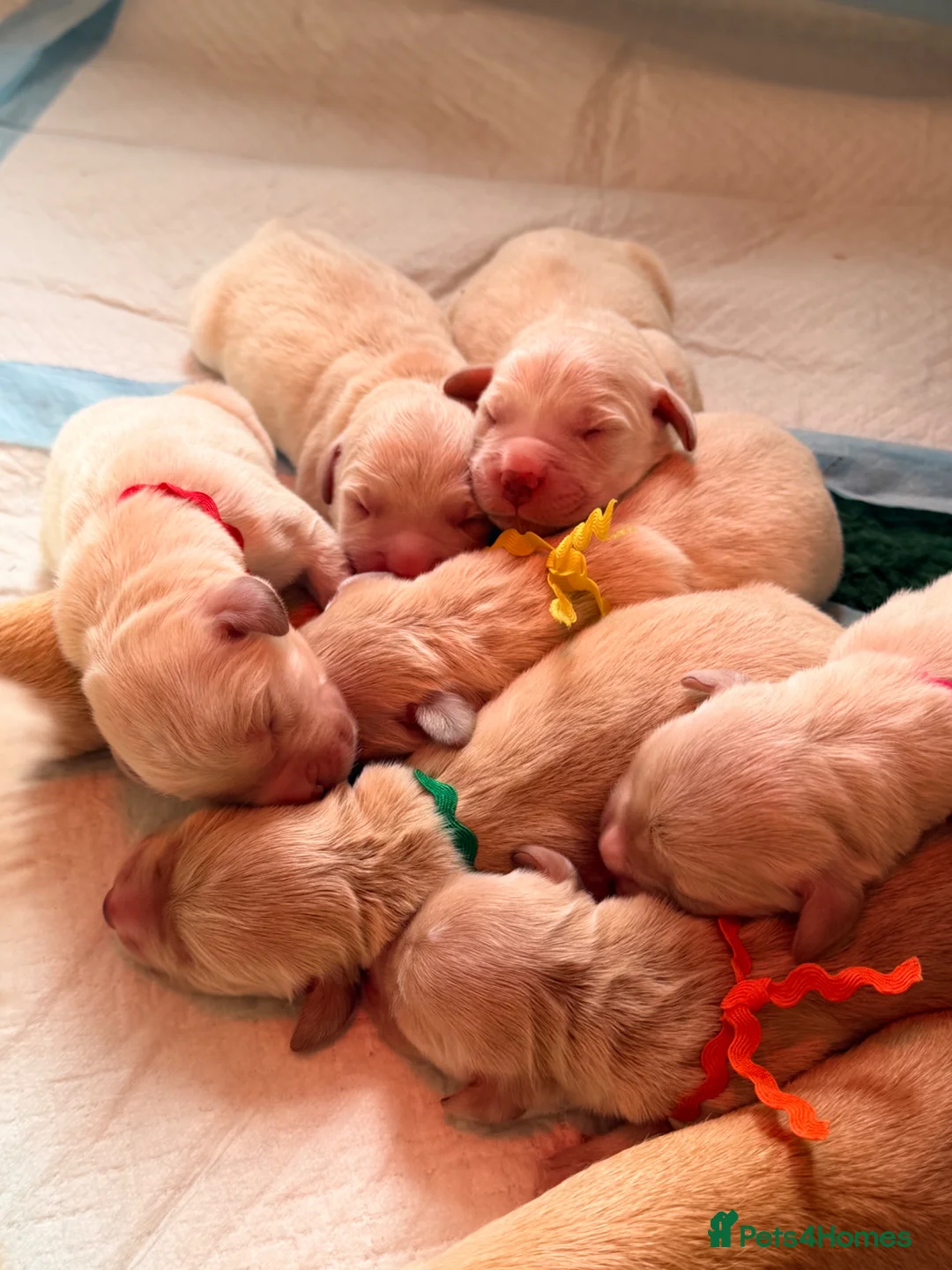 Goldador dogs for sale: Goldador - Labrador x Golden Retriever  - Advert 2