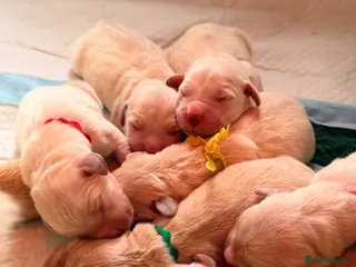 Goldador dogs Goldador - Labrador x Golden Retriever - Advert 11