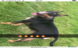 English Bull Terrier dogs for sale: English bull terrier  - Image 3