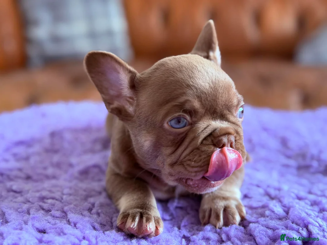 French Bulldog dogs for sale: French bulldog puppy’s  - Advert 2