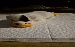 Jack Russell dogs for sale: 1 Beautiful boy Jack Russell puppy left for sale - Image 18
