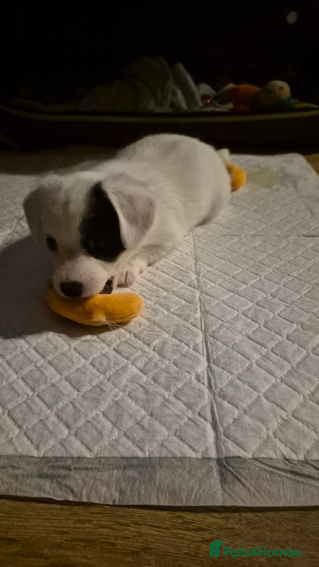 Jack Russell dogs for sale: 1 Beautiful boy Jack Russell puppy left for sale - Image 18