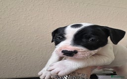 Mixed Breed dogs for sale: American bulldog X staffy 🏡 - Image 1