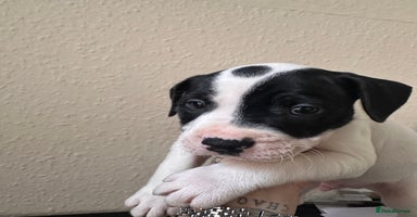Mixed Breed dogs - Advert 9