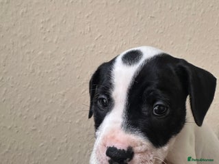 Mixed Breed dogs - Advert 15