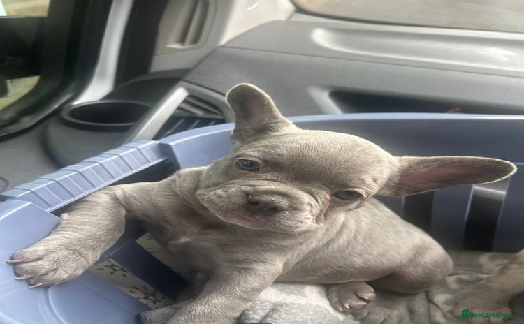 French Bulldog dogs - Advert 13