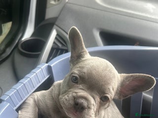 French Bulldog dogs - Advert 8