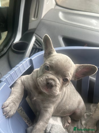 French Bulldog dogs - Advert 13