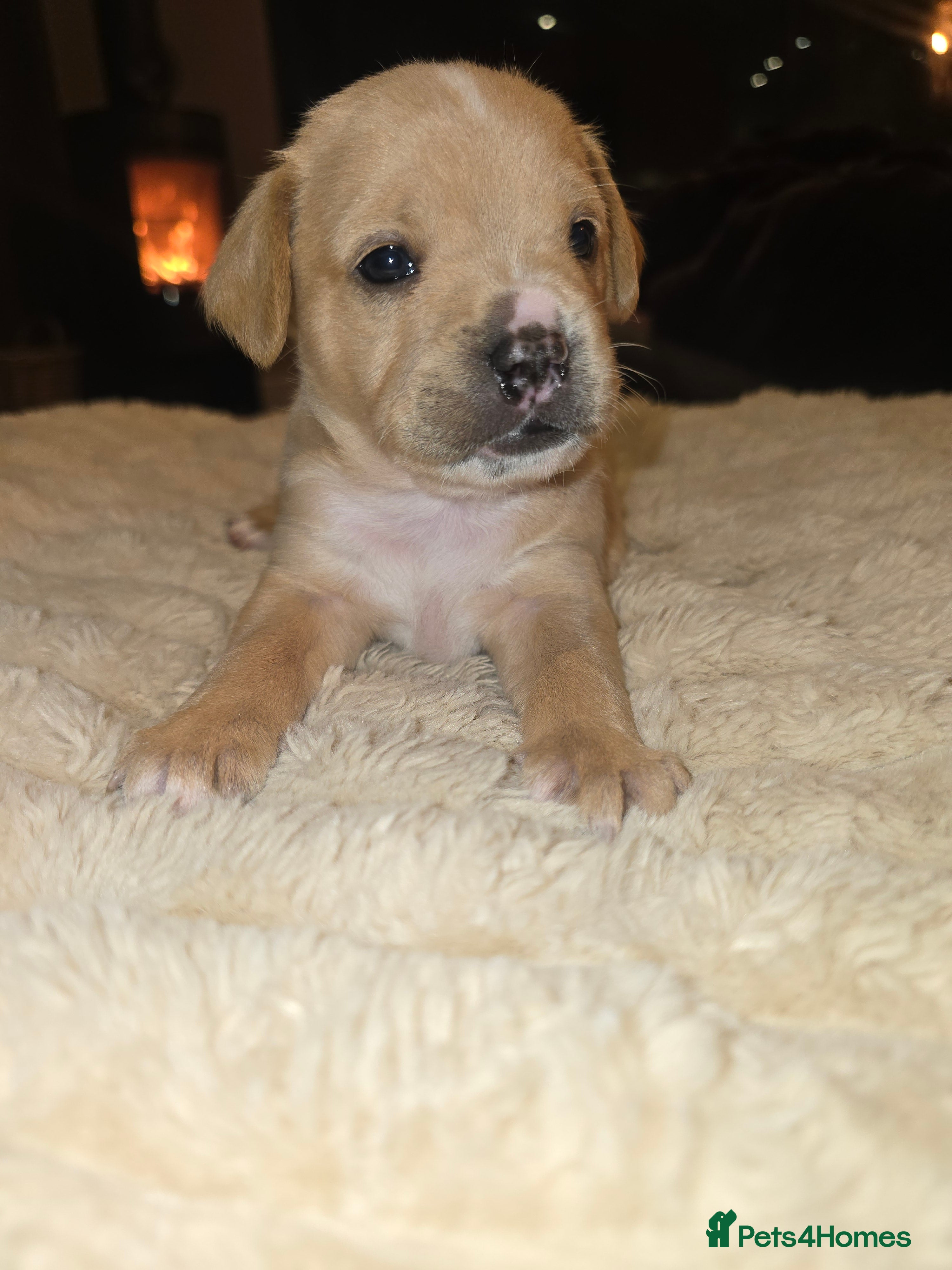 Mixed Breed dogs Floodles - Advert 5