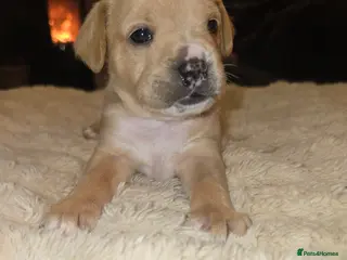 Mixed Breed dogs Floodles - Advert 5