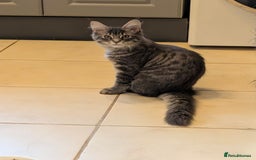 Maine Coon cats for sale: 3 Adorable Female Maine coon Kittens - Image 14