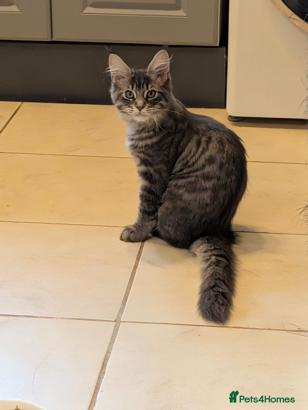 Maine Coon cats for sale: 3 Adorable Female Maine coon Kittens - Image 14