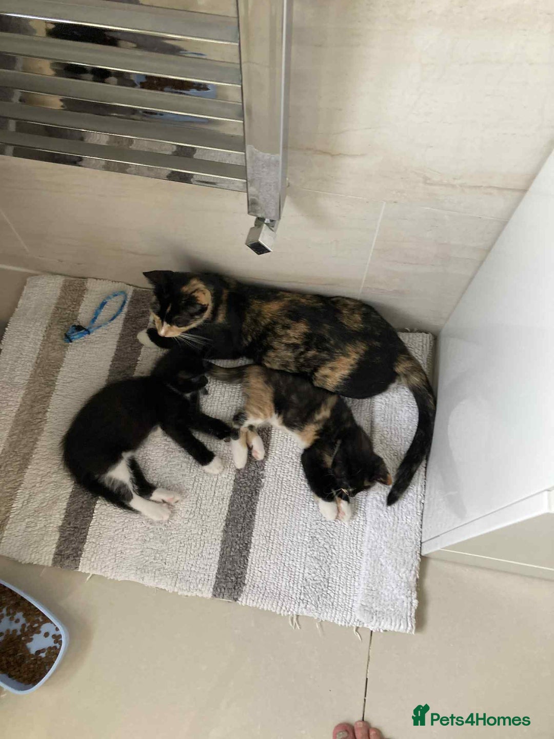Mixed Breed cats for sale: Kittens  - Image 4