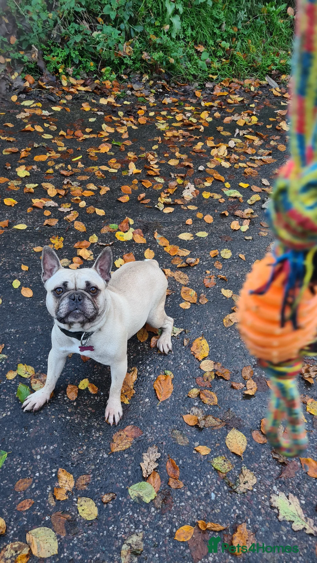 Gallery Image {{count}}