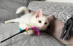 Maine Coon cats for sale: Maine Coon Kittens TICA Registered Cattery  - Image 27