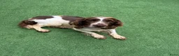 English Springer Spaniel dogs for sale: 🐾❤️ OUR BEAUTIFUL COCO – LOOKING FOR FOREVER HOME - Advert 2