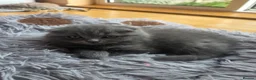 British Shorthair cats for sale: Kittens ready now girl boy Scottish  in Nottingham - Advert 20