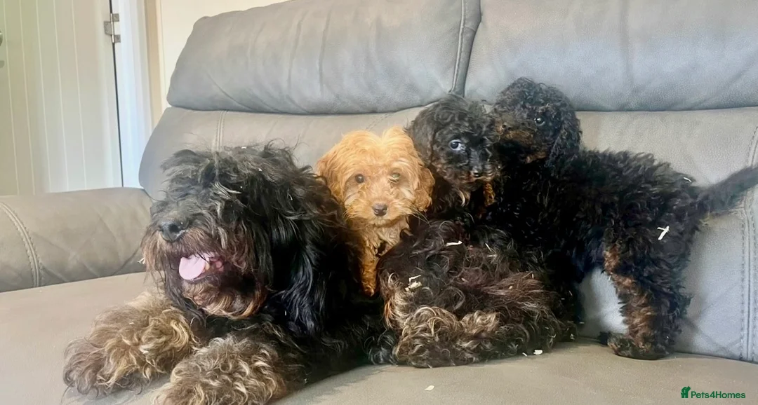 Cockapoo dogs for sale: 🐶F2 cockapoos 🐶 - Advert 2