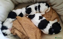 Shih Tzu dogs for sale: Few shih tzu's - Image 2