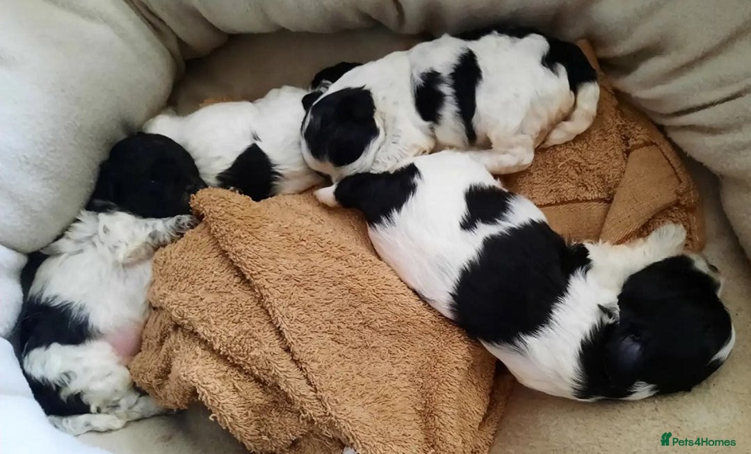 Shih Tzu dogs for sale: Few shih tzu's - Image 2