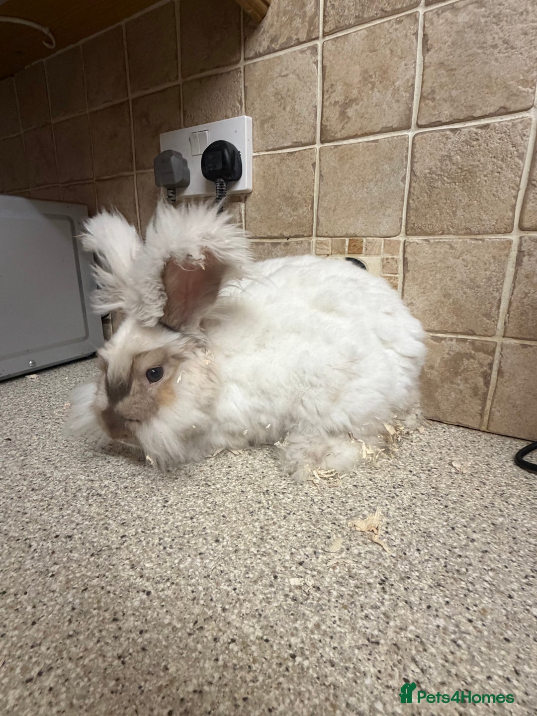 Angora rabbits for sale: Male  - Advert 1
