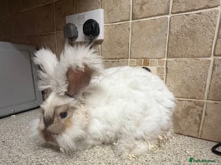 Angora rabbits Male - Advert 1