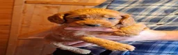 Cockapoo dogs for sale: Cockapoo puppies  - Advert 2