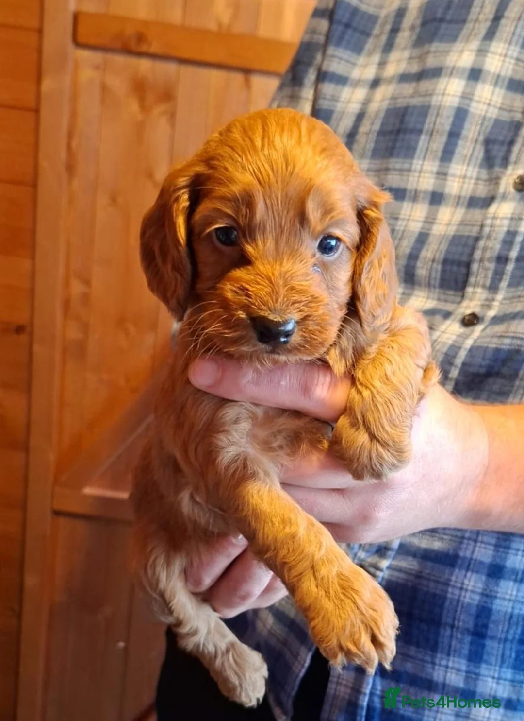 Cockapoo dogs for sale: Cockapoo puppies  - Advert 2